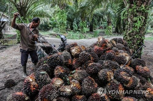 인도네시아의 팜농장 작업 모습