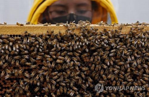 콜롬비아 양봉업자가 꿀벌 봉군을 살펴보는 장면 