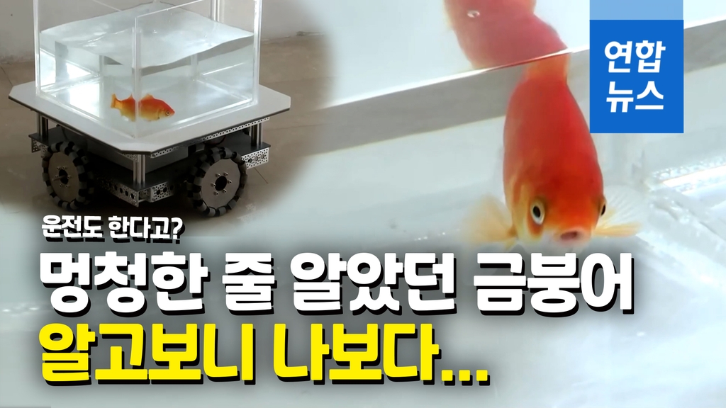 [영상] 금붕어의 운전교습…"놀랍게도 빨리 습득했다" - 2