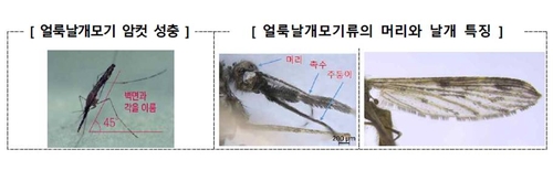 말라리아 매개모기 얼룩날개모기의 특징