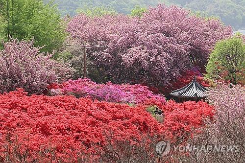 "인생 사진 한 컷"…전주 완산공원 꽃동산 '인기 만발'