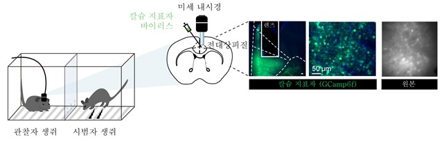 공포 공감 반응으로 인한 전측 대상회피질 신경세포 활성