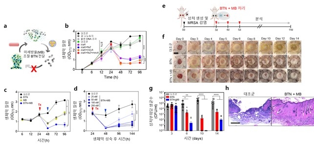 돼지 피부 감염 생체막 모델과 쥐 피부 상처 감염 모델 실험 결과