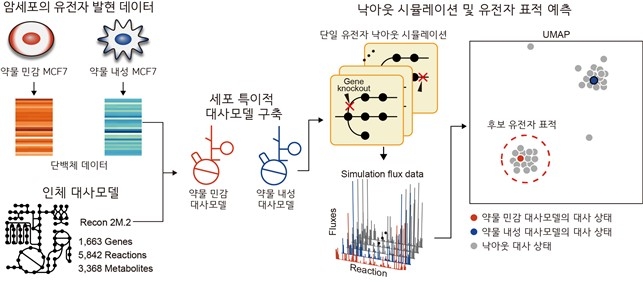 항암제에 민감하게 만드는 유전자 예측 대사 네트워크 모델 모식도