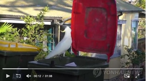 쓰레기통 덮개 여는 큰유황앵무