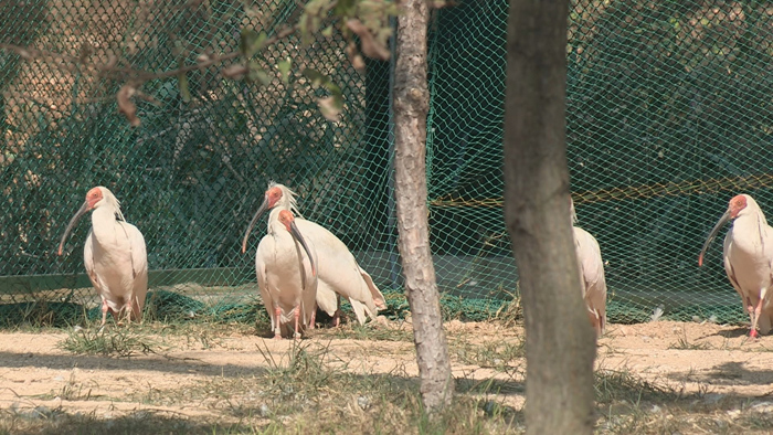 40년 자취 감춘 따오기…자연의 품으로 돌아가다