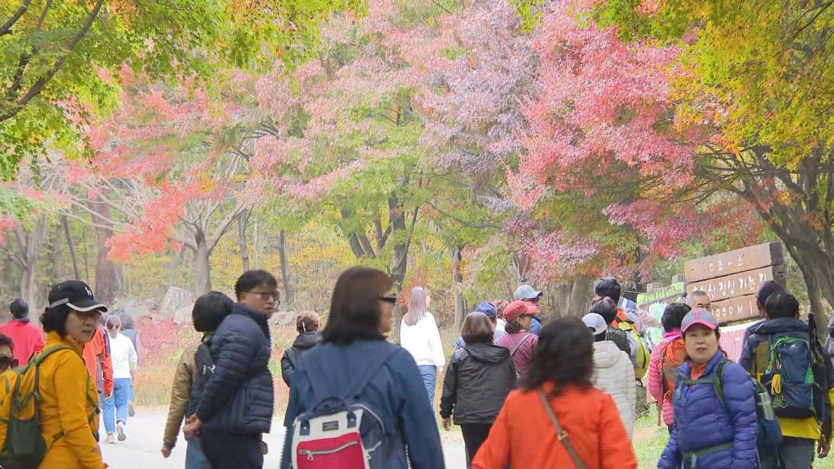 막바지 단풍 절정…독립기념관 단풍나무숲길 힐링축제