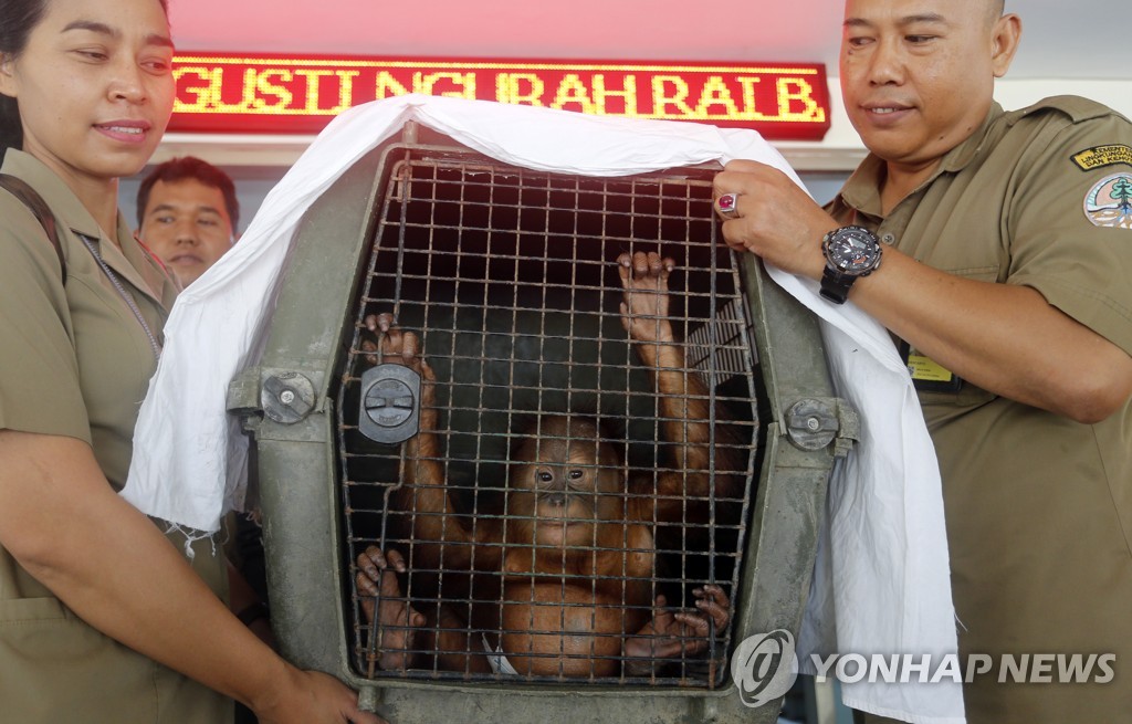 Indonesia Orangutan