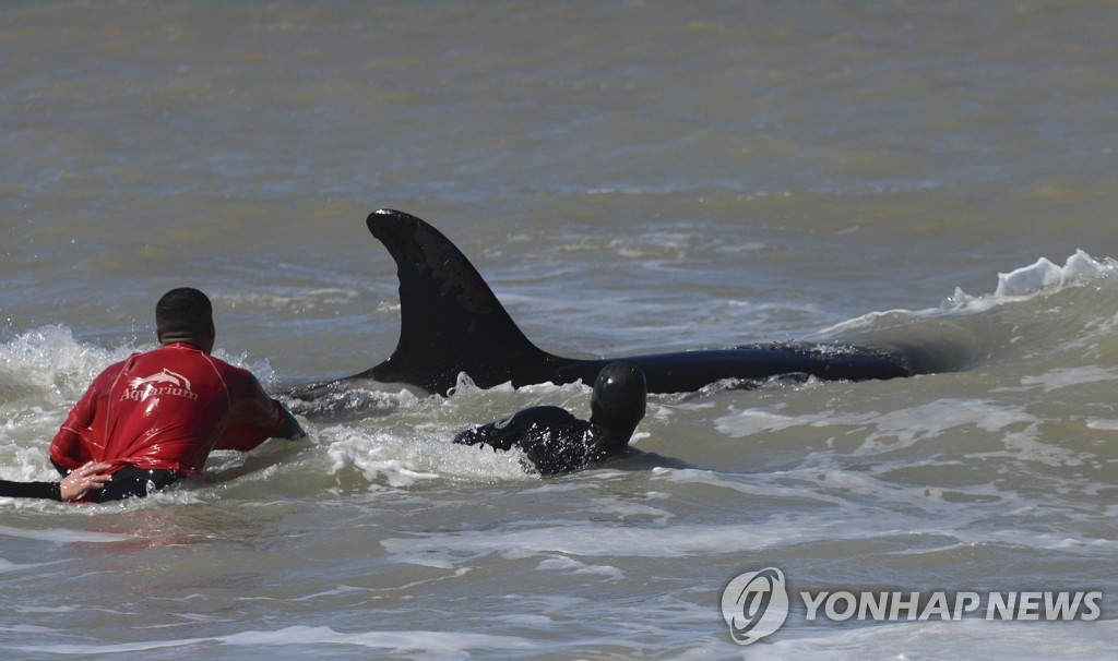 Argentina Beached Whales