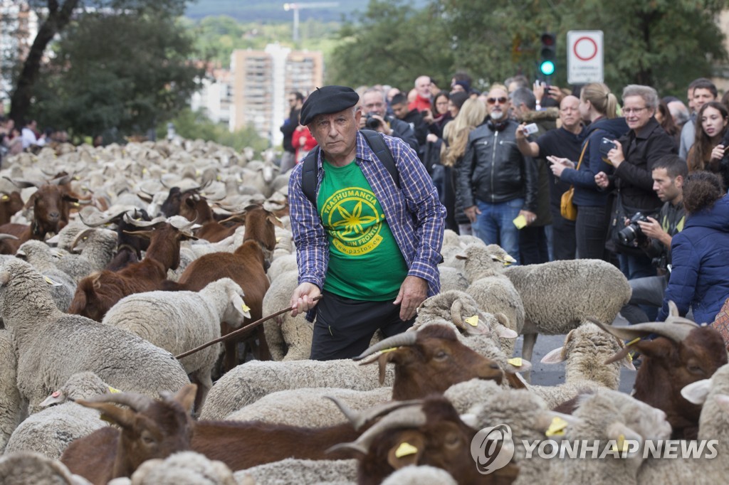 Spain Sheep Crossing