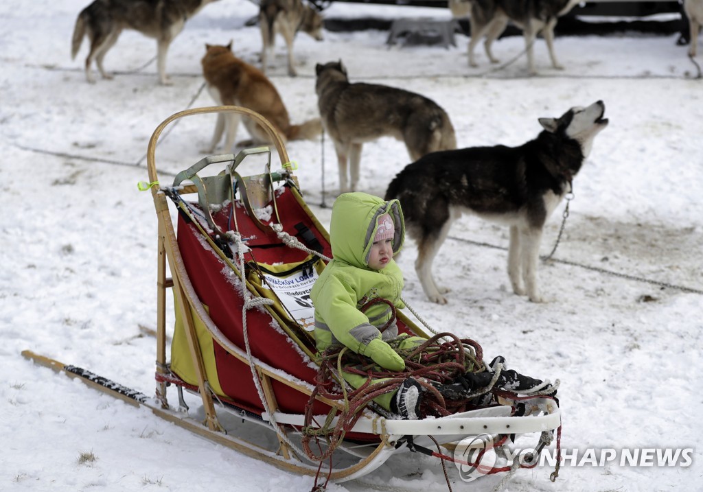Czech Republic Dog Sled Race