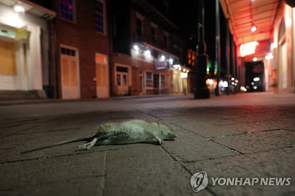 지난 3월 루이지애나주(州) 뉴올리언스의 빈 거리에 죽어 있는 쥐. [AP=연합뉴스 자료사진]