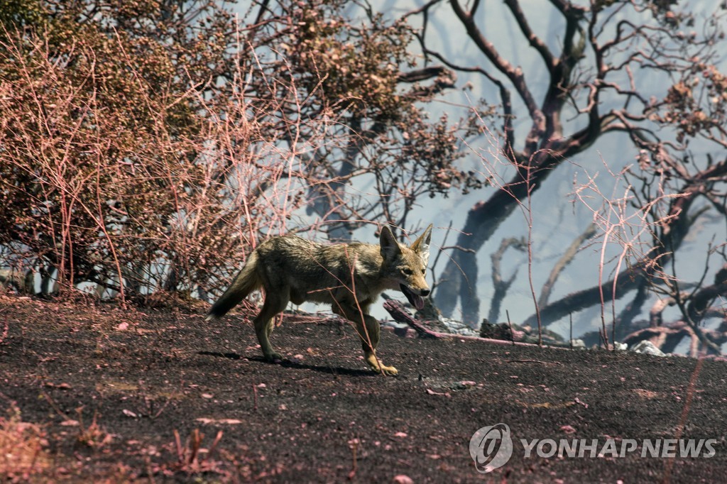 California Wildfires