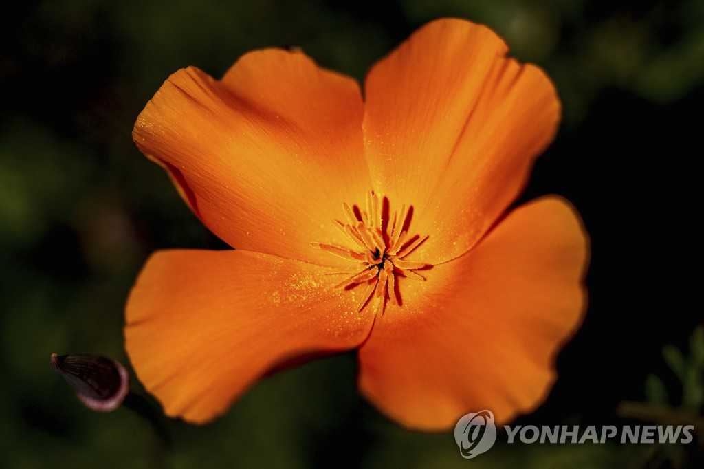 Poppy Bloom California