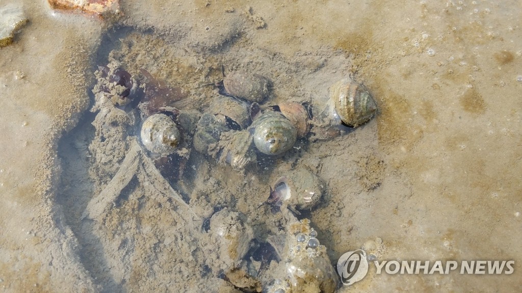 갯벌 고둥 [연합뉴스 자료사진]