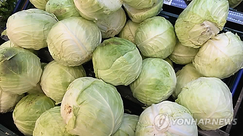 양배추