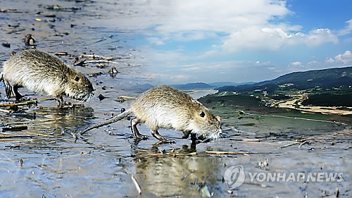 괴물 쥐 '뉴트리아' 10년 내 퇴치될까(CG)