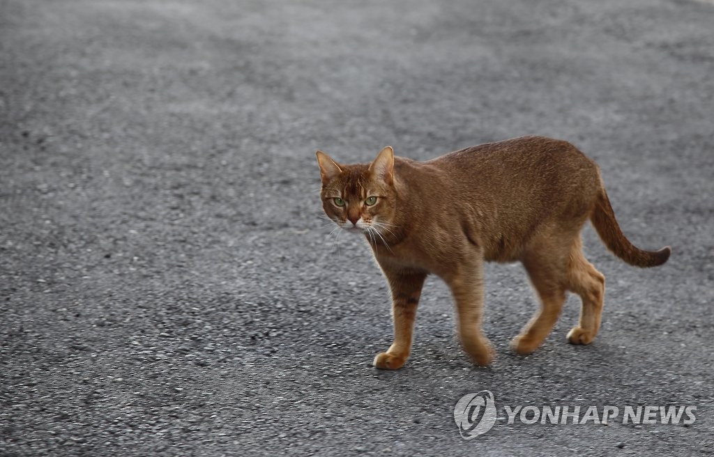 고양이