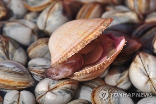 새조개