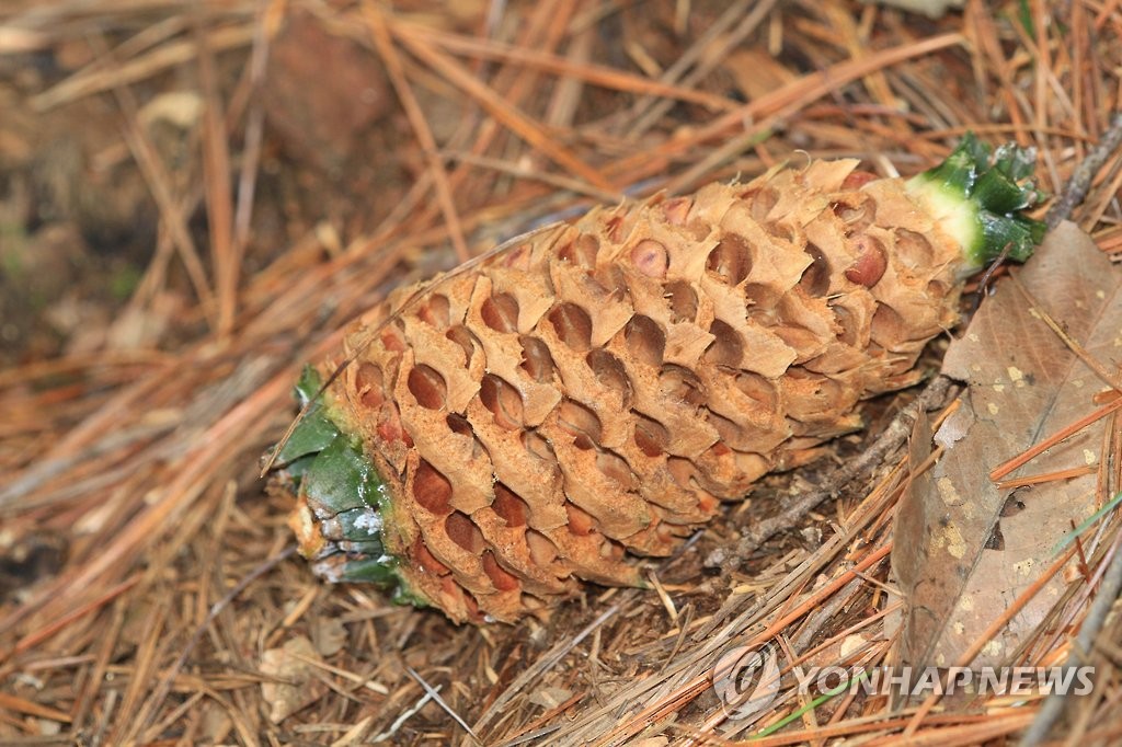 잣열매