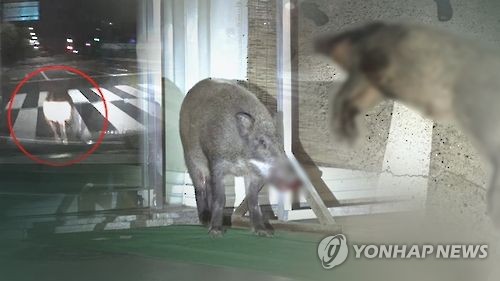 부산에 멧돼지 출몰 '기승'...하루에 한번꼴 신고(CG)