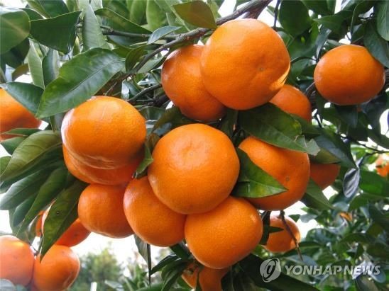 감귤