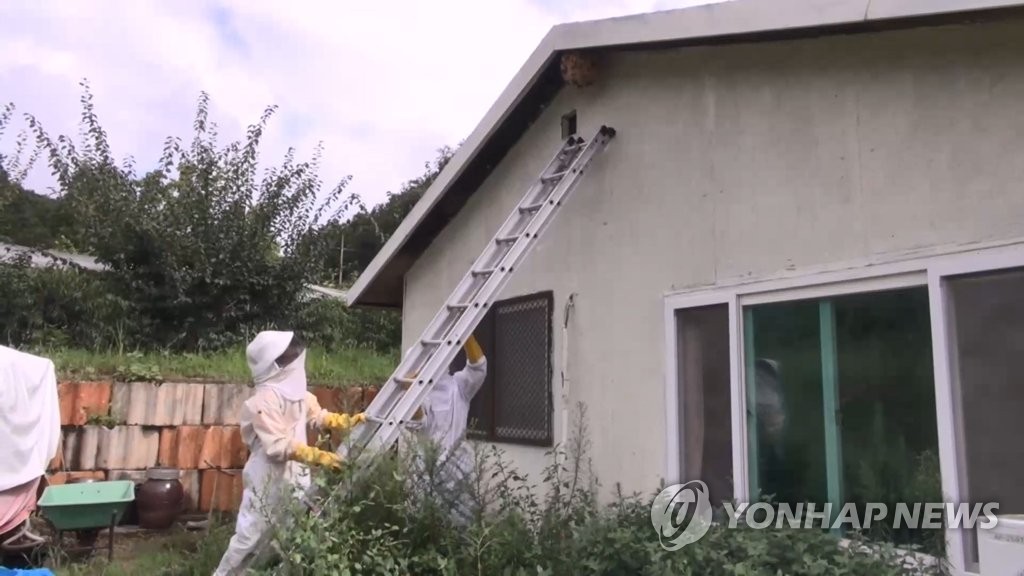 말벌 벌집 제거