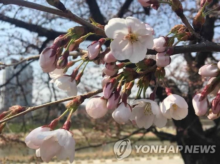 청주시 무심천변 벚꽃