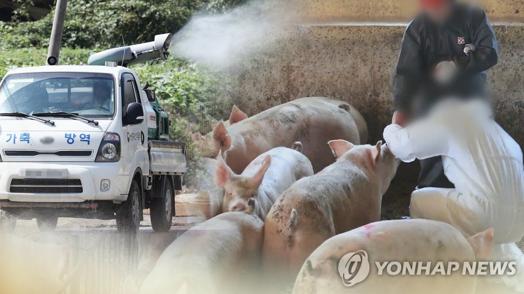 韓国で９例目のアフリカ豚コレラ感染が確認された＝（聯合ニュースＴＶ）