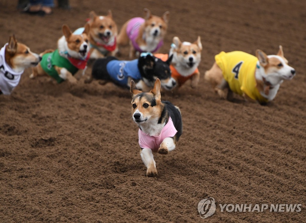 US-DOGS-RACE-CORGI