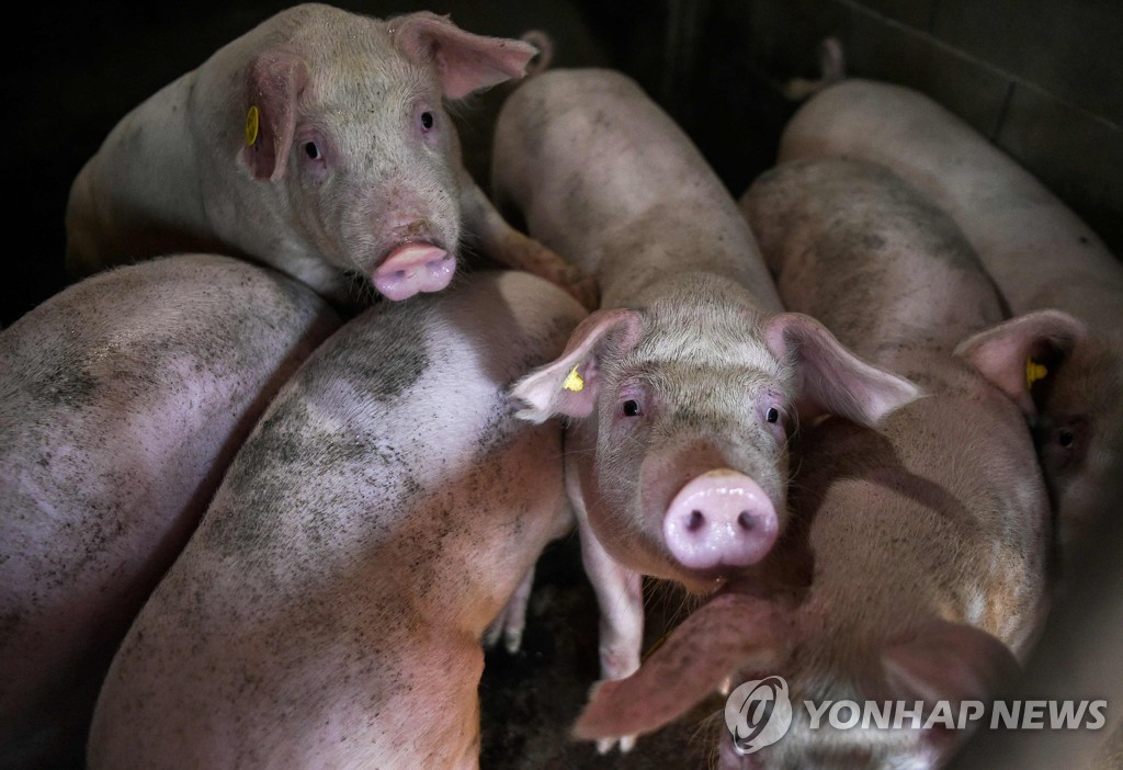 2019년 9월 3일 불가리아 남동부 베즈메르 지역의 한 농가에서 사육되는 돼지들의 모습. [AFP=연합뉴스자료사진]