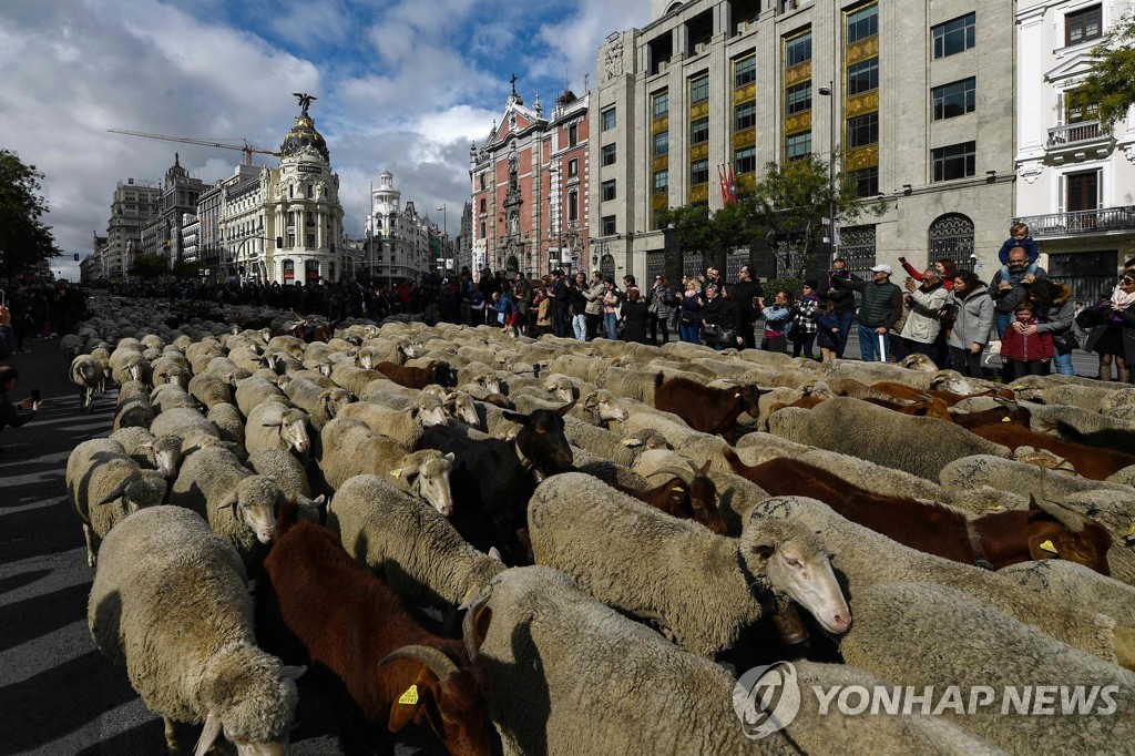 SPAIN-TRADITION-ANIMALS-TRANSHUMANCE-SHEEP