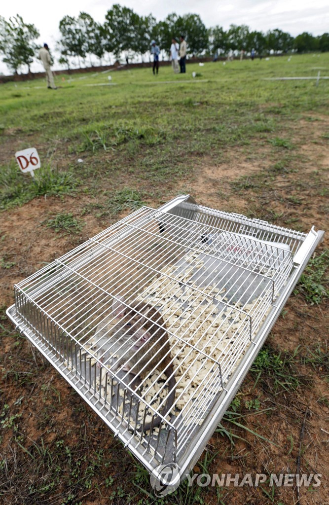 CAMBODIA LANDMINE RATS