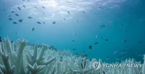 백화 현상이 일어난 그레이트 배리어 리프 산호초 지대