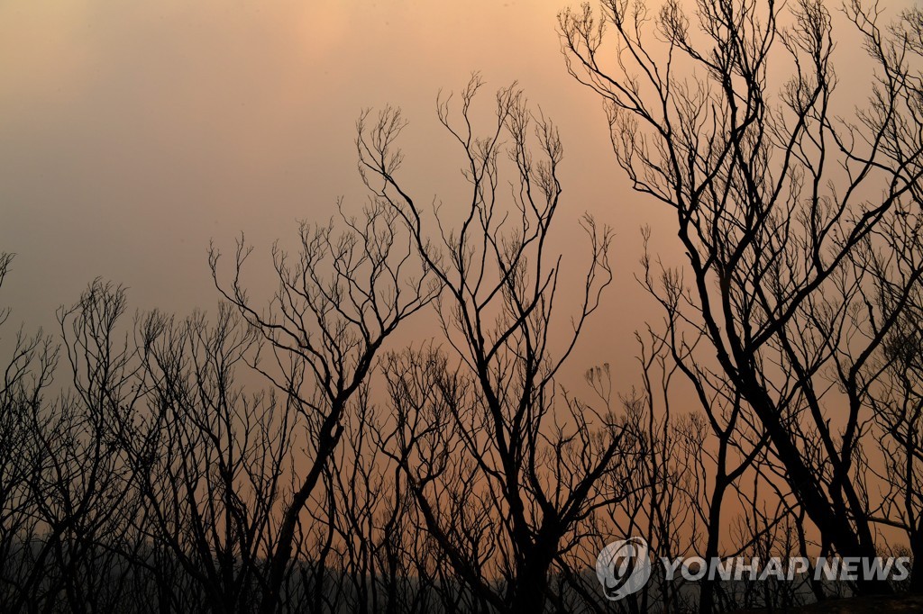 폭염 가운데 산불에 탄 호주 시드니 블루마운틴의 나무들