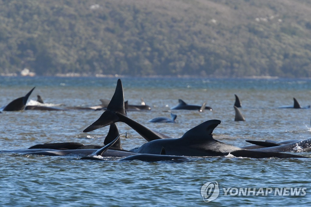 AUSTRALIA STRANDED WHALES IN TASMANIA