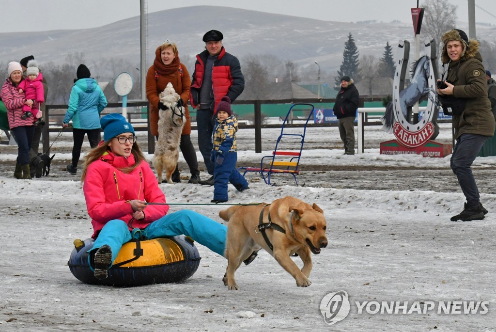 '달려라 달려'…러시아 하카스 공화국 개썰매 경주 대회 