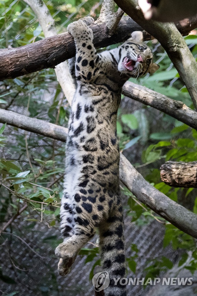 CLOUDY LEOPARDS ZOO