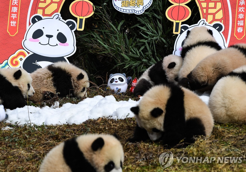 CHINA-SICHUAN-WOLONG-PANDA-CUBS (CN)