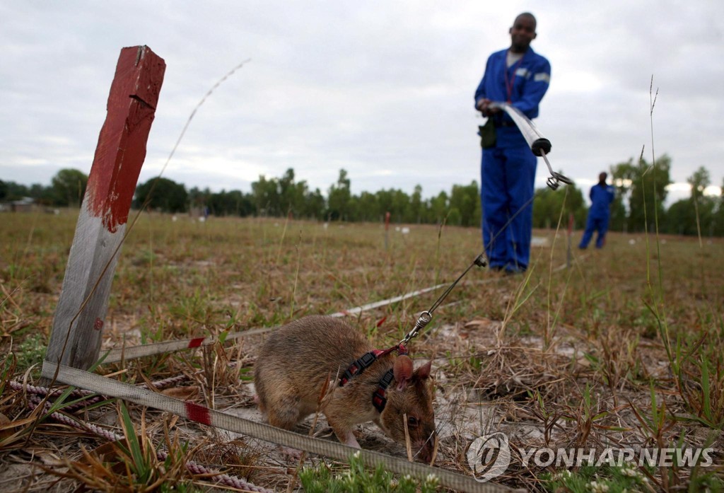 MOZAMBIQUE RATS DETECT LANDMINES