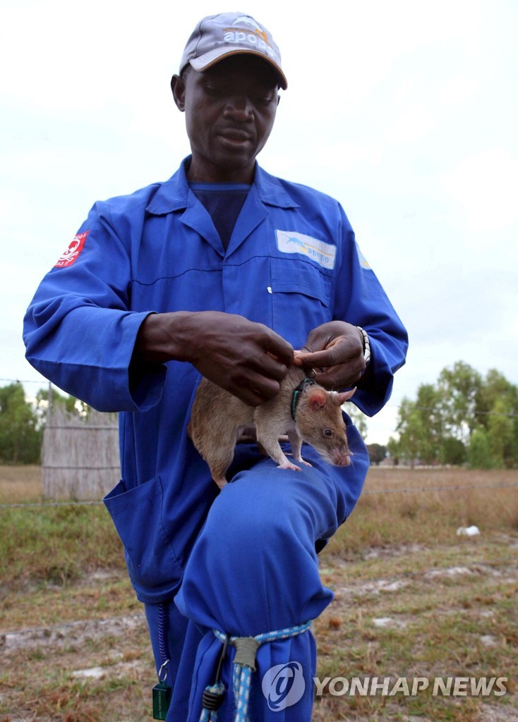 MOZAMBIQUE RATS DETECT LANDMINES