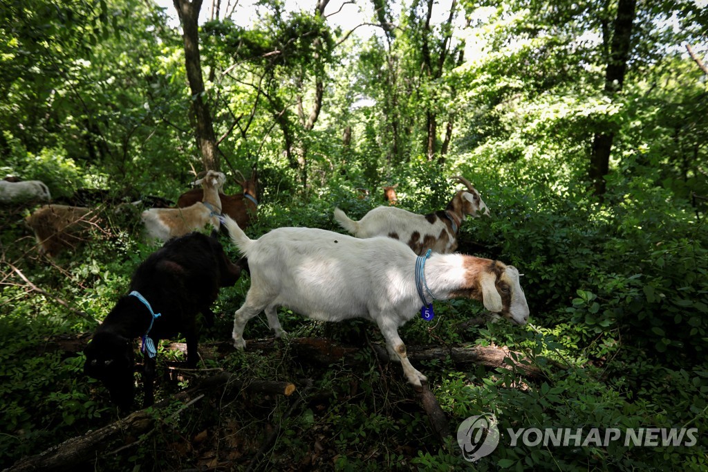 NEW YORK-GOATS/