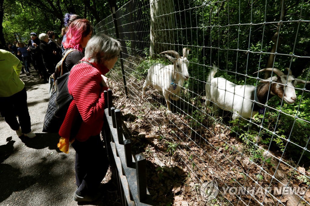 NEW YORK-GOATS/