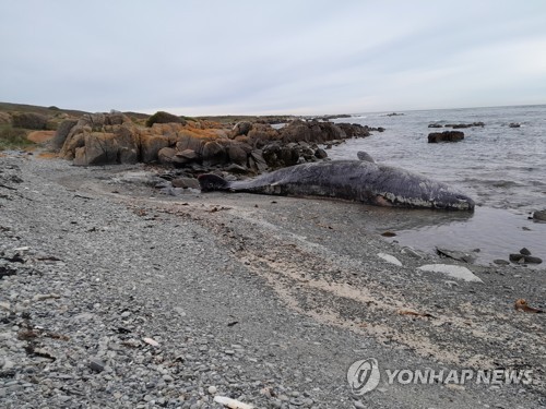 호주 킹섬 해변에 올라와 죽은 향유고래