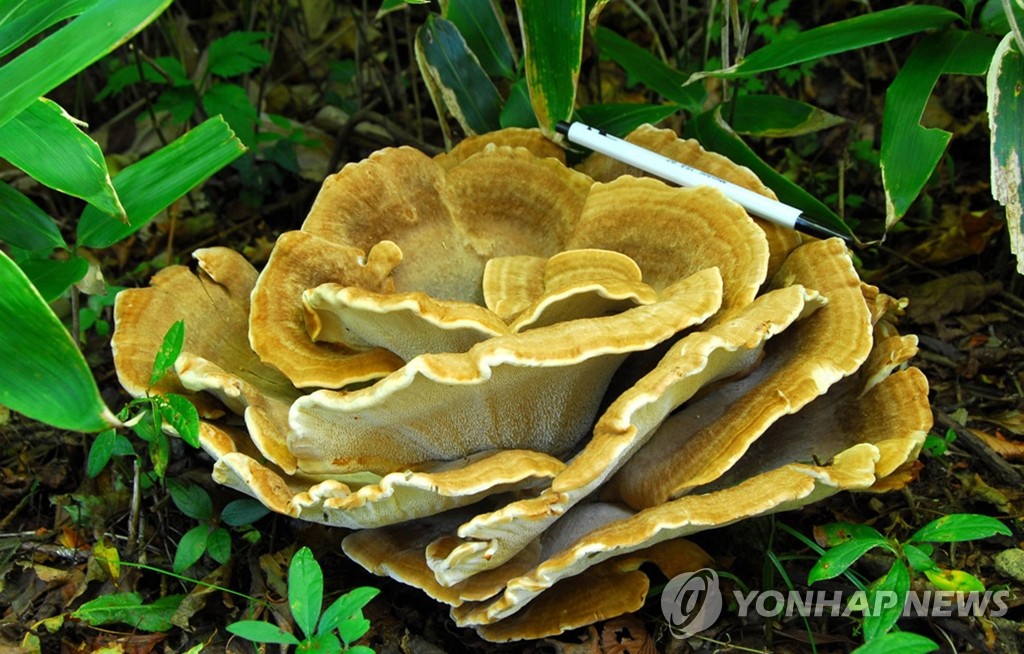 제주서 발견된 국내 미기록종 구상장미버섯