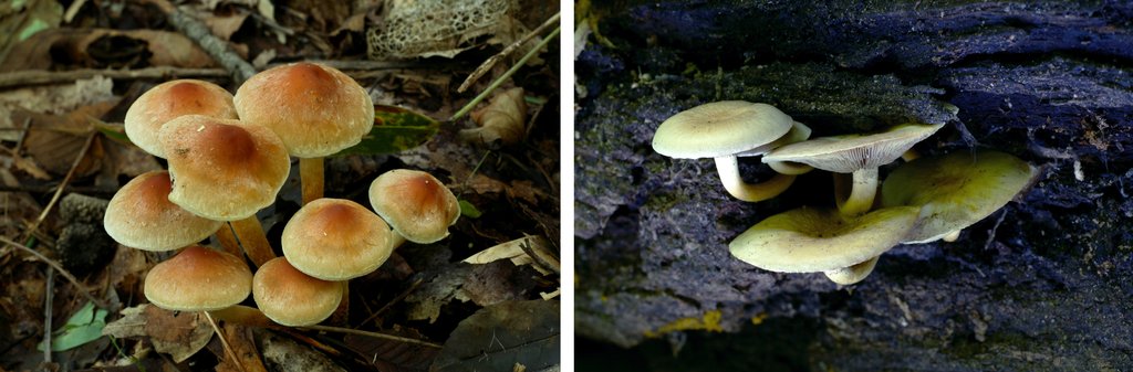 왼쪽 사진은 식용버섯인 개암버섯. 오른쪽 사진은 독버섯인 노란다발버섯(자료사진)
