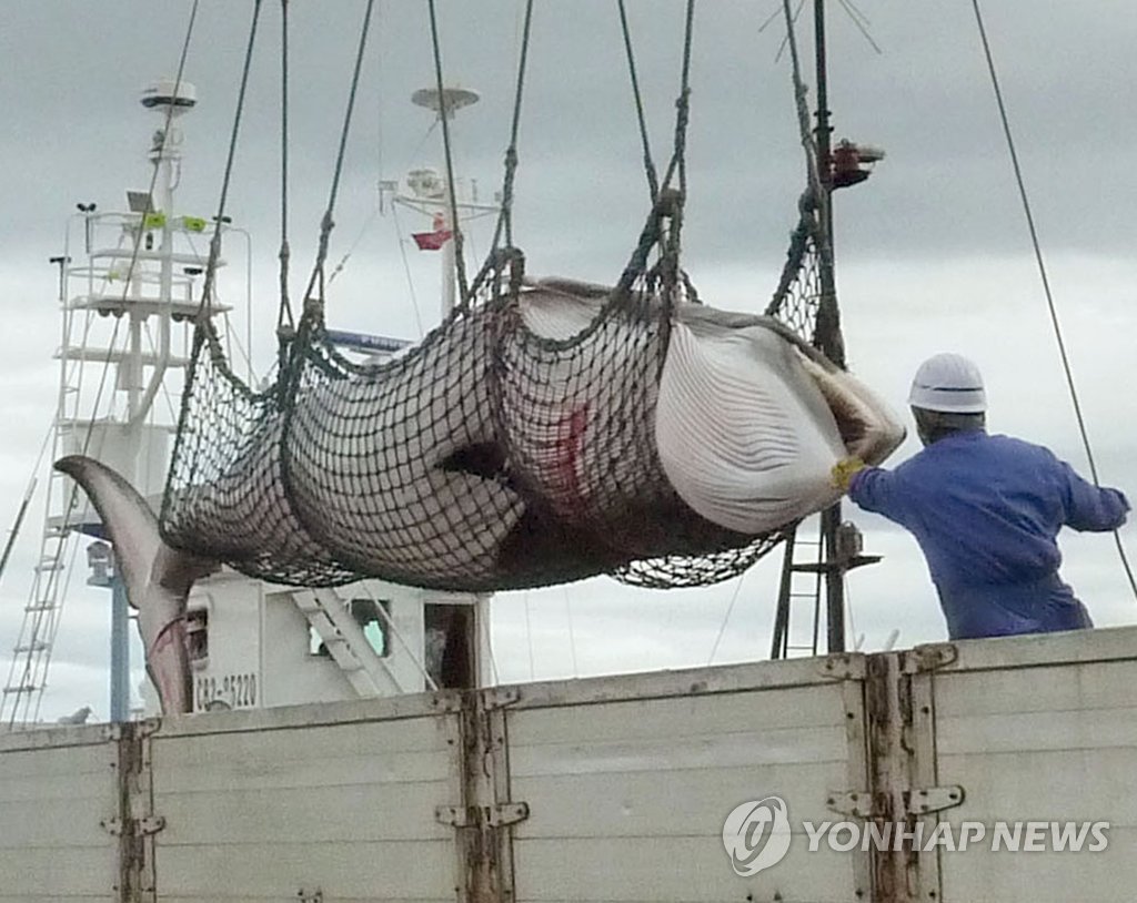 
(AP/교도=연합뉴스.자료사진) 2013년 9월 일본 홋카이도 구시로에서 조사용으로 붙잡힌 밍크고래가 포경선에서 내려지고 있는 모습