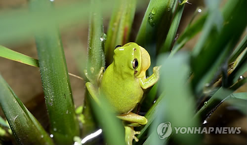 멸종위기종 1급 수원청개구리