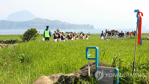 제주 가파도 올레길 청보리밭 사이로