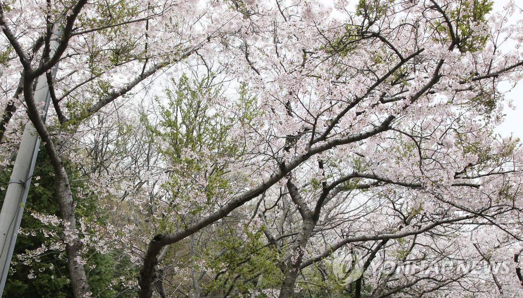 '빗자루병' 걸린 진해 상징 벚나무